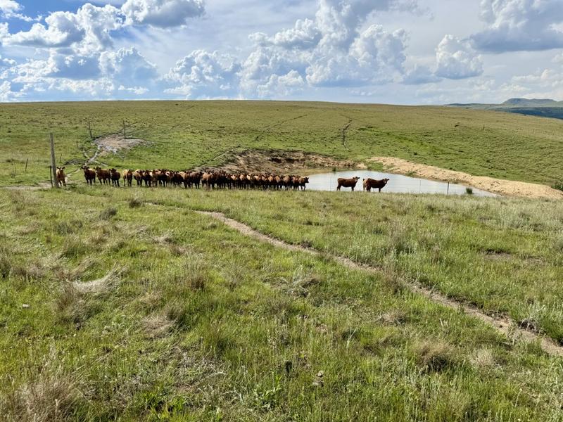 0 Bedroom Property for Sale in Harrismith Free State